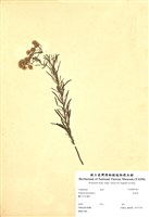 藏品(消息草)的圖片